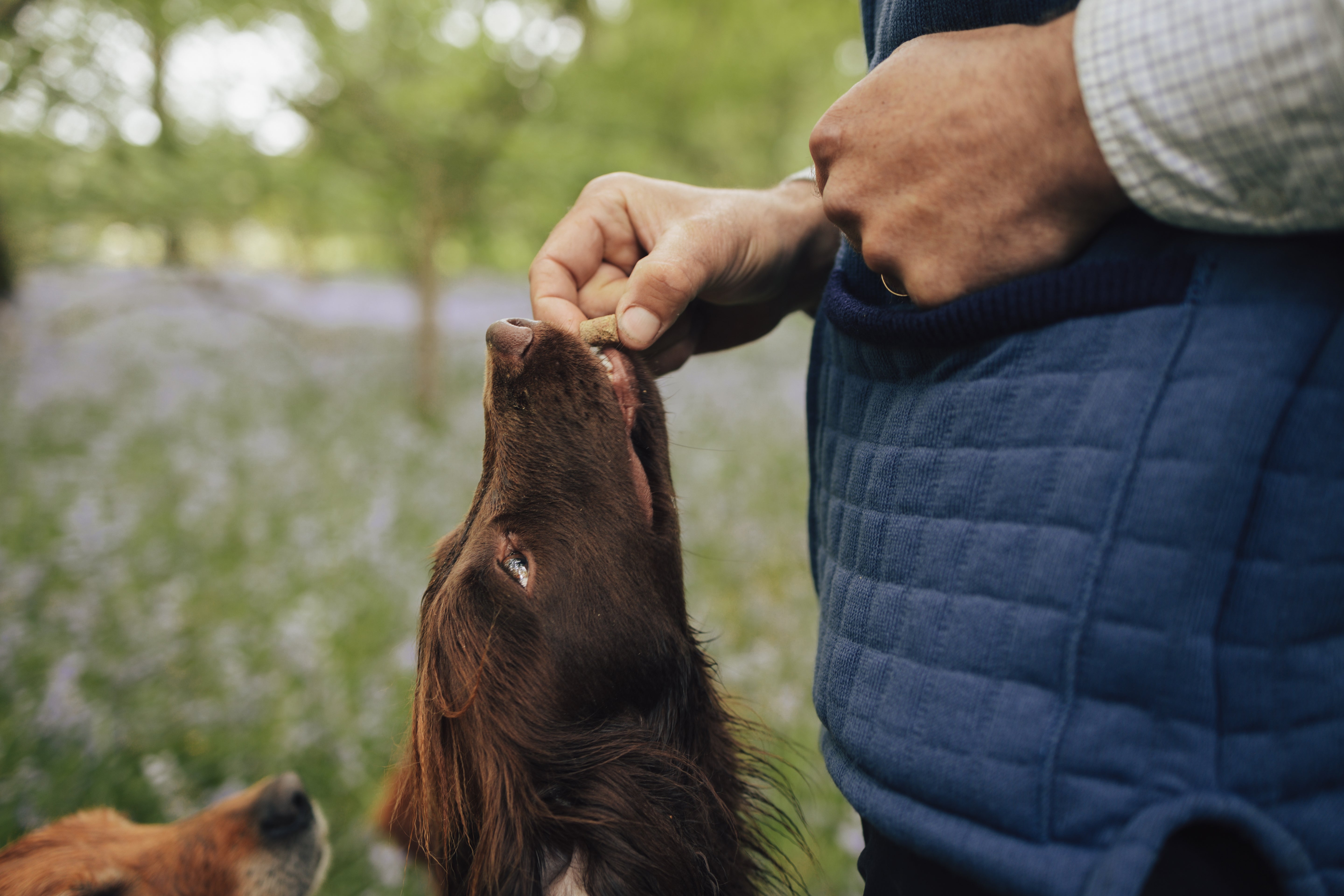 James Middleton feeding James & Ella dog treat to a dog outdoors with a blurred natural background.