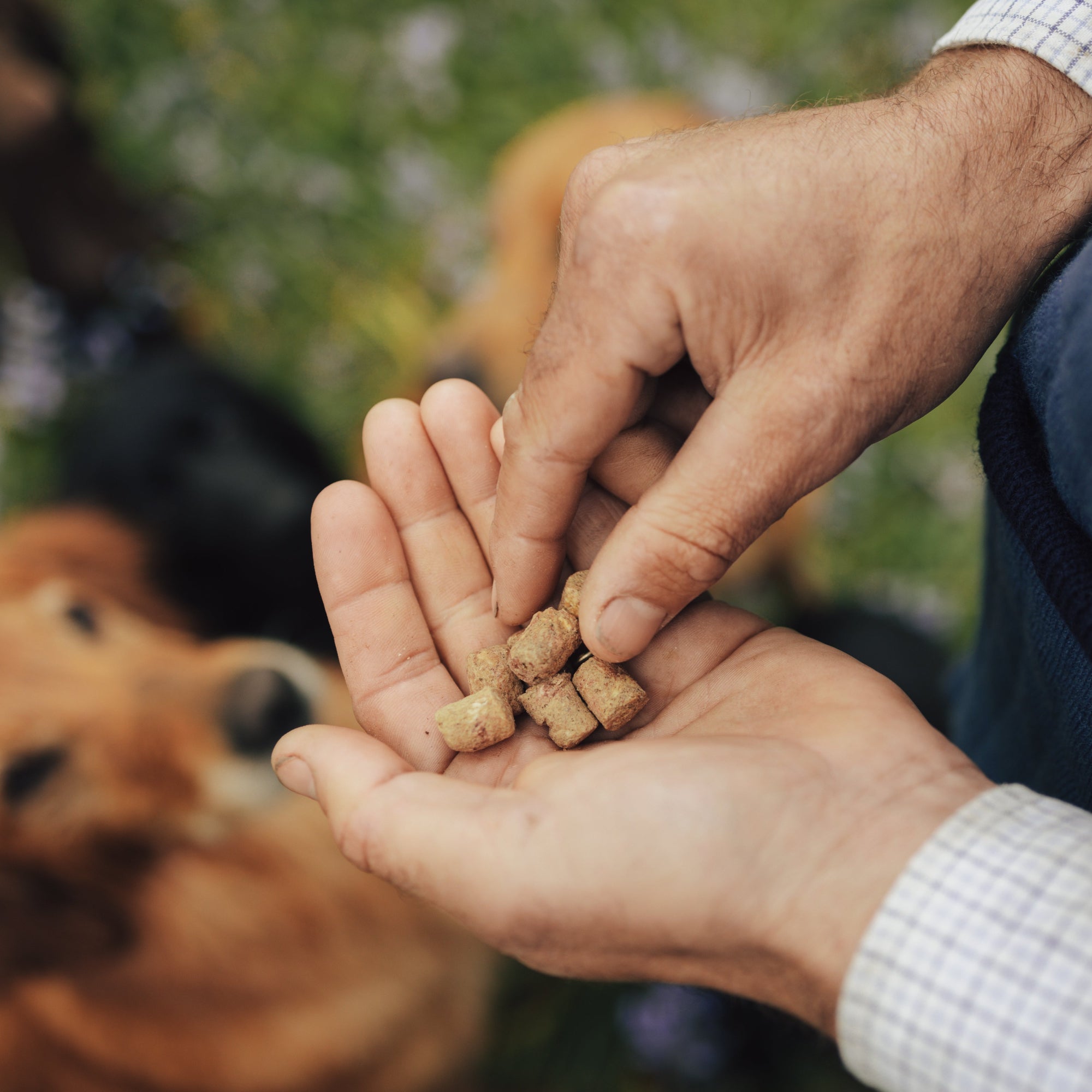 James Middleton feeding dog treats stocked by Project Harmless with a dog watching in the background