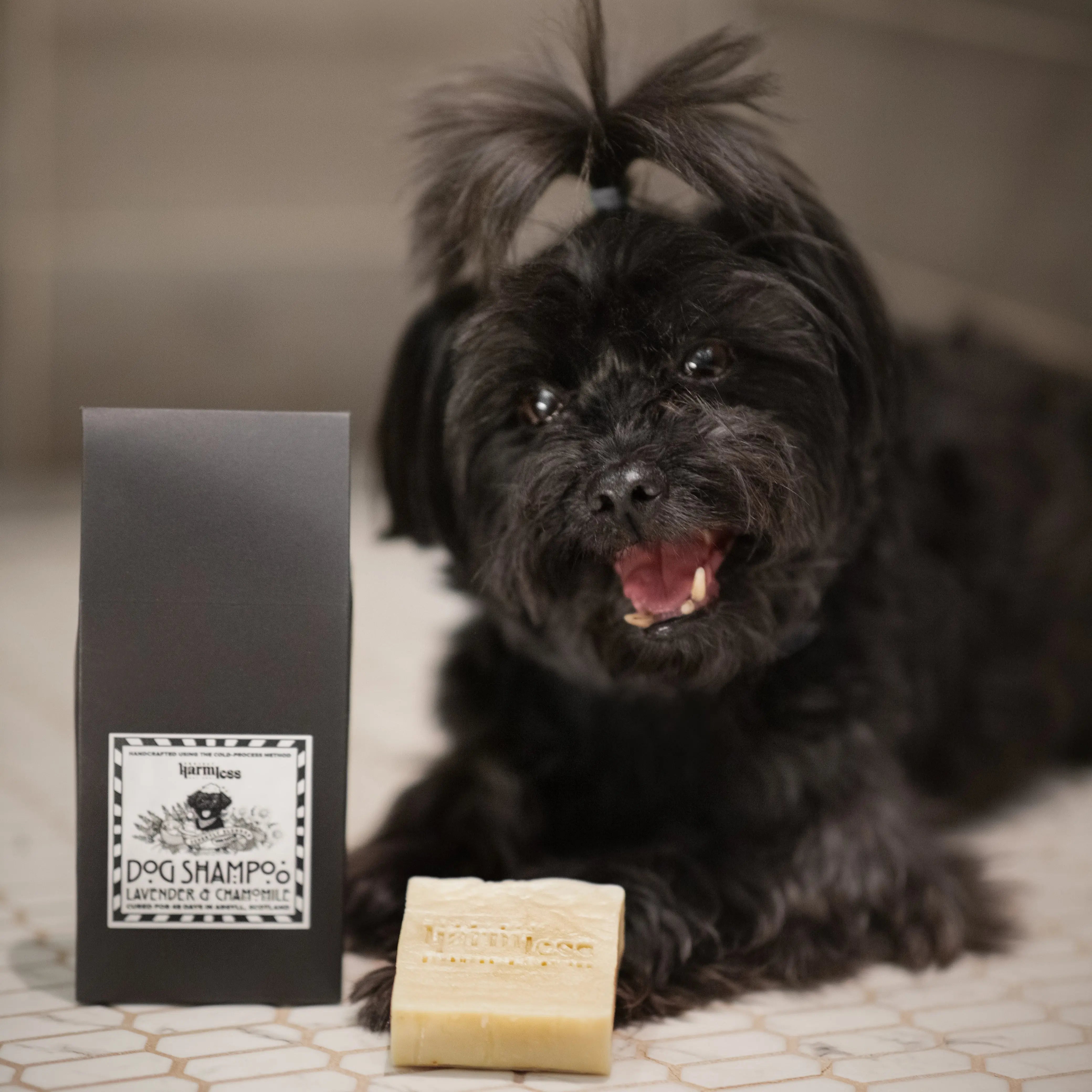 Black dog with ponytail lying next to Harmless Apothecary Lavender & Chamomile Dog Shampoo Bar and eco-friendly packaging – handmade plastic-free pet grooming bar from Project Harmless, Scotland.