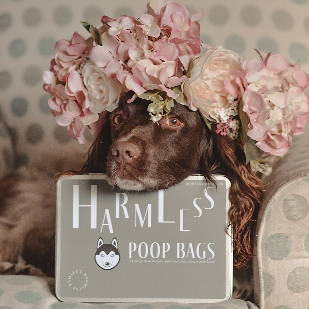 A joyful dog sitting on a couch, wearing a flower crown, with a Project Harmless Poop Bag beside it, the ultimate eco-friendly alternative to plastic poo bags. The best sustainable poop bag for conscious pet owners, as seen in BBC News.