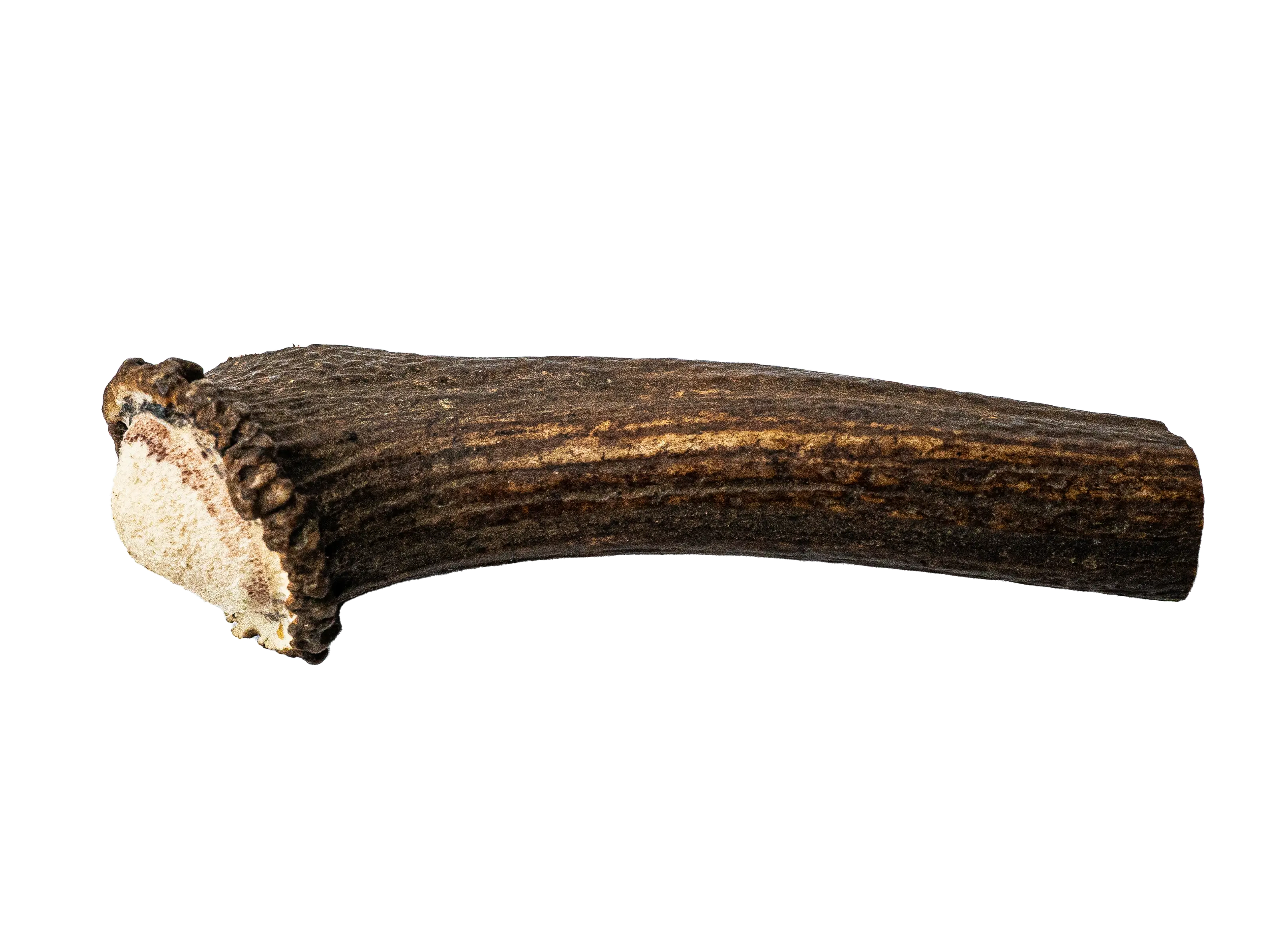 Project Harmless Scottish Highland deer antler dog chew large 125-149g
