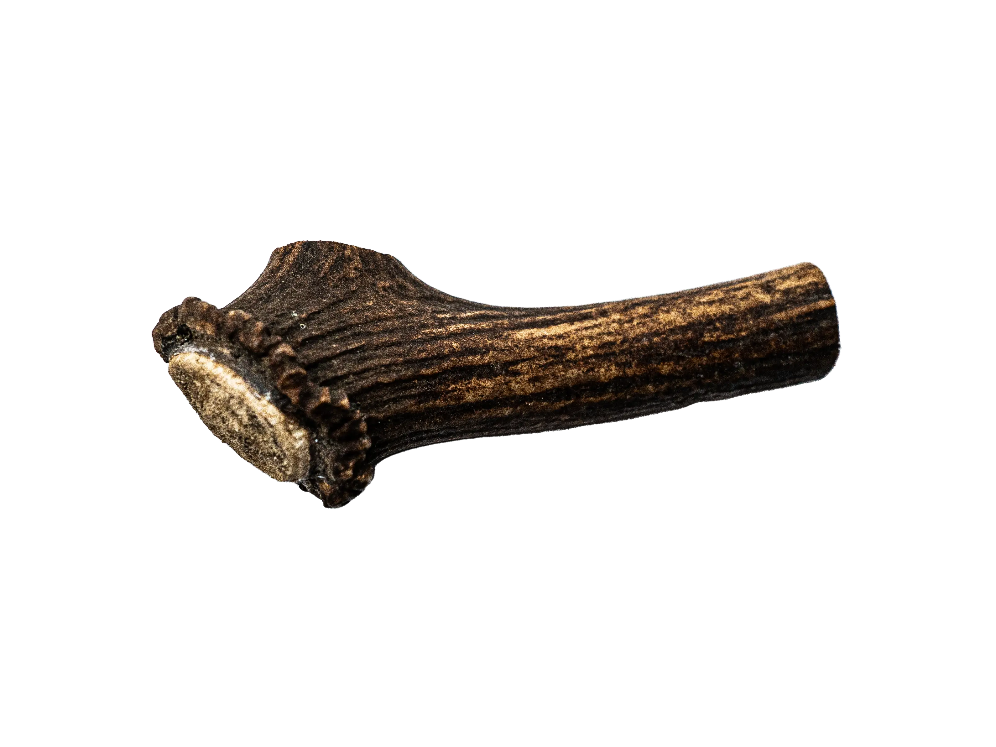 Project Harmless Scottish Highland deer antler dog chew medium 100-124g