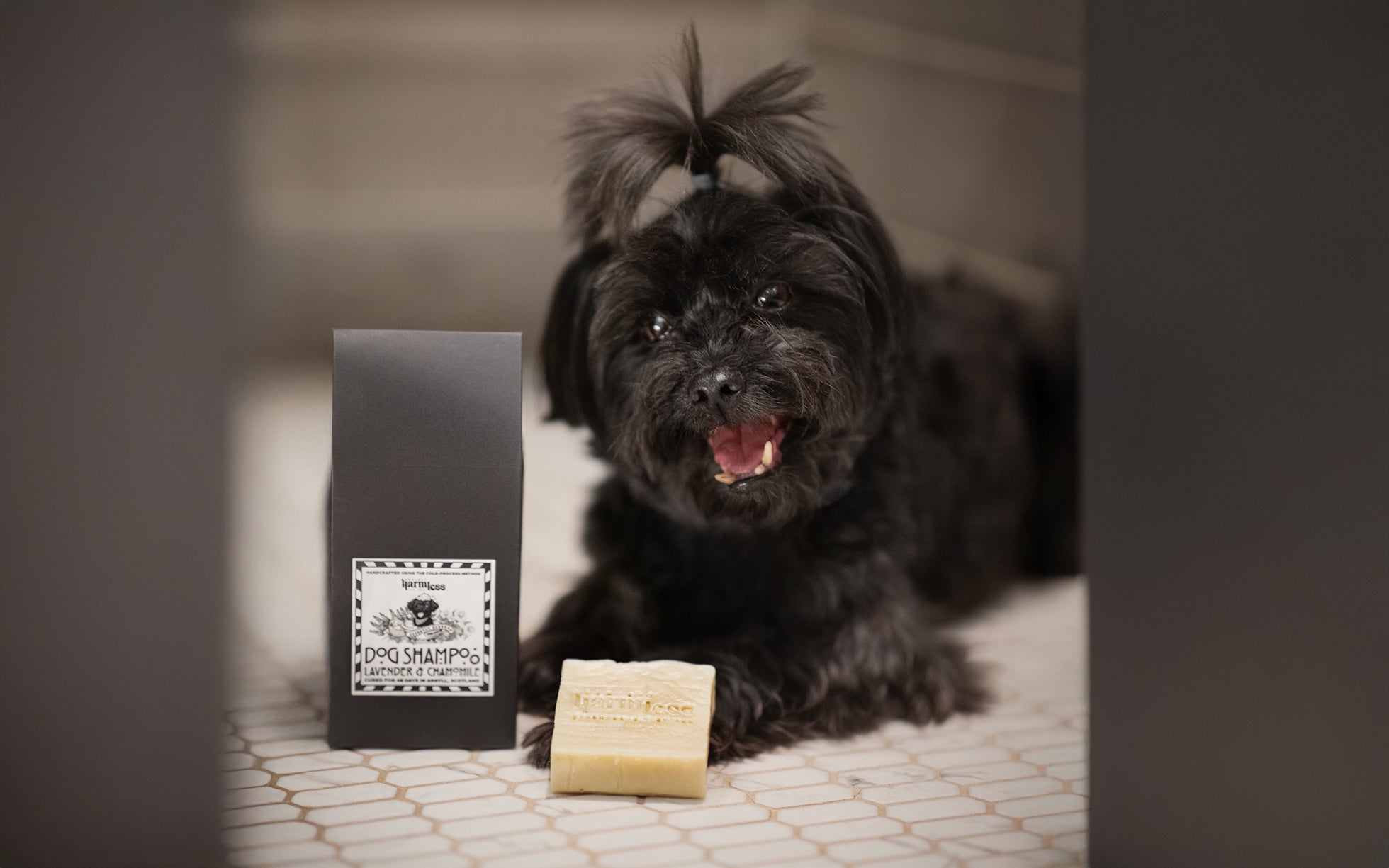 Small black dog lying on a tiled floor next to Project Harmless Lavender & Chamomile Dog Shampoo bar and packaging, handmade in Scotland.